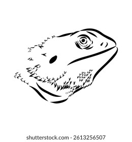 Agama Lizard hand drawing vector illustration isolated on white background