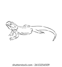 Agama Lizard hand drawing vector illustration isolated on white background