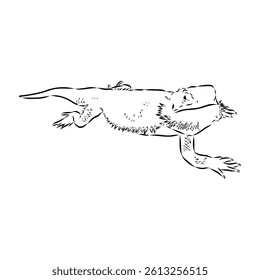 Agama Lizard hand drawing vector illustration isolated on white background