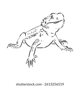 Agama Lizard hand drawing vector illustration isolated on white background