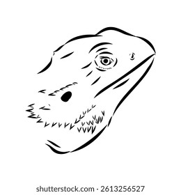 Agama Lizard hand drawing vector illustration isolated on white background