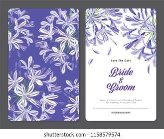 Agapanthus or African lily flowers background template. Vector set of blooming floral for holiday invitations, greeting card and fashion design.