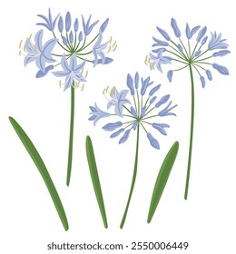 agapanthus, African lily, garden flower, vector drawing flowering plants at white background, floral element, hand drawn botanical illustration