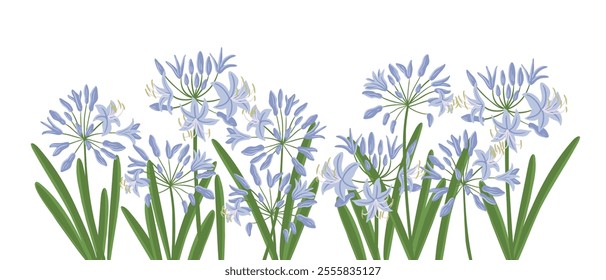 agapanthus, African lily, garden flower, vector drawing flowering plants at white background, floral element, hand drawn botanical illustration