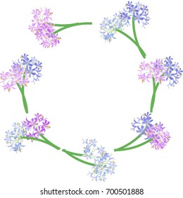 The agapanthus flower circle frame. The bouquet of flower  is vector illustration.this is agapanthus flower collection