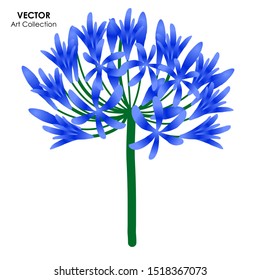 Agapanthus Flower Isolate, Vector illustration design element