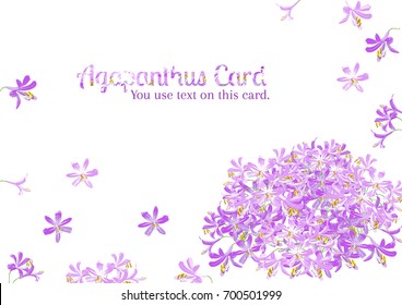 Agapanthus flower spring) for card, text on card with purple agapanthus flower is vector for card.  svg