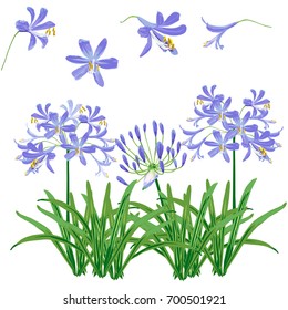 Agapanthus flower spring for object. The blue flower is vector design with four blossom, three bouquet of agapanthus flower and leaf. 