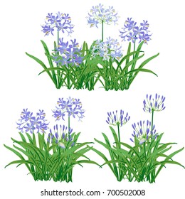 Agapanthus flower spring for object. The blue flower is vector design with three bouquet of agapanthus flower and leaf.  svg