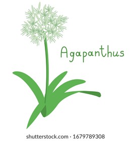 Agapanthus isolated simple flower vector svg
