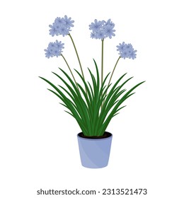 Agapanthus plants in flower pot isolated on white. Agapanthus plant home care and cultivation. African Lily in flat illustration. Indoor plant for home, office, premises decor. House plant Vector svg