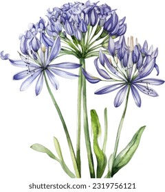 Agapanthus Watercolor illustration. Hand drawn underwater element design. Artistic vector marine design element. Illustration for greeting cards, printing and other design projects. svg