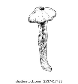 Agaric mushroom edible forest fungus ink graphics. Hand drawn boletus doodle, harvest autumn season food, eating element for textile. fabric, book and scrapbooking design