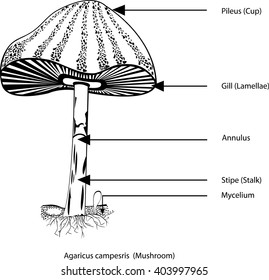 
Agaricus campestris,   All elements are in separate layers color can be changed easily 