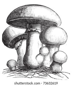 Agaricus campestris or meadow mushroom engraving. Old vintage illustration. Also called field mushroom. A widely eaten edible gilled mushroom.