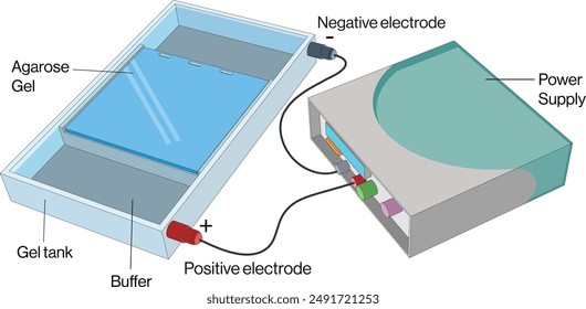 Agarose Gel Electrophoresis Diagram, White Background, Science Vector Illustration