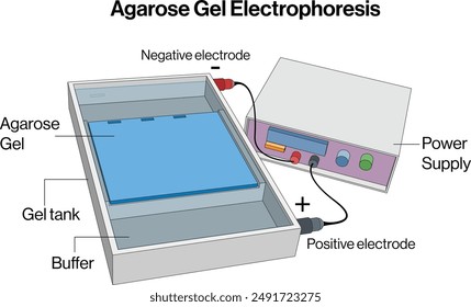 Agarose Gel Electrophoresis Diagram, White Background, Science Vector Illustration