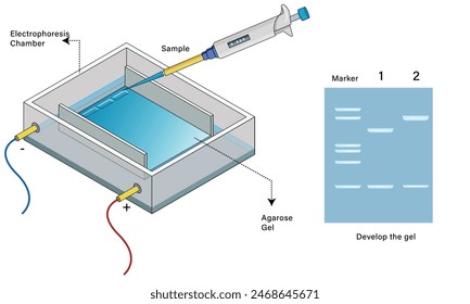 Agarose Gel Electrophoresis Instrumentation Vector Illustration, Science Lab Equipment, DNA Analysis Diagram.