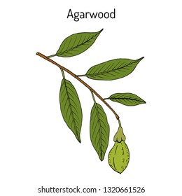 Agarwood or aloeswood (Aquilaria agallocha), medicinal plant. Hand drawn botanical vector illustration