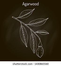 Agarwood or aloeswood (Aquilaria agallocha), medicinal plant. Hand drawn botanical vector illustration