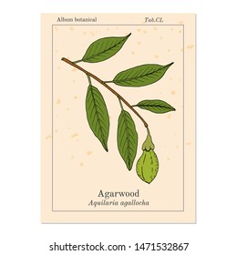 Agarwood or aloeswood (Aquilaria agallocha), medicinal plant. Hand drawn botanical vector illustration