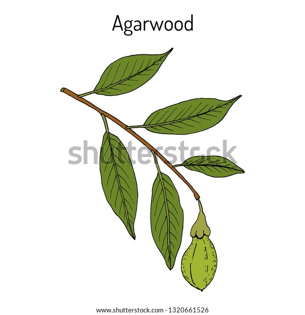 agarwood aloeswood