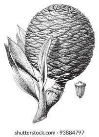 Agathis (Dammara orientalis) / vintage illustration from Meyers Konversations-Lexikon 1897
