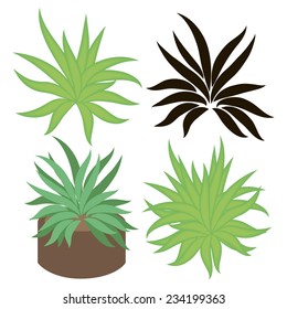 Agave, aloe. Color and black silhouette. On a white background.
