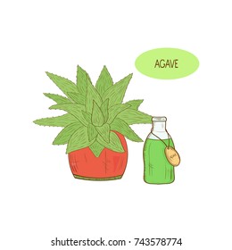 Agave, Aloe. Sketch. On a white background. Logo, emblem. Flower. 