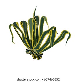 Agave American (Agave americana), the color vector image on a white background