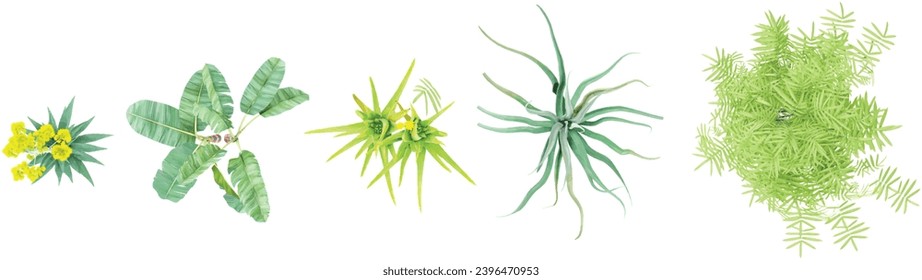 Agave americana,Aloevera,Agave vilmoriniana,Phyllostachys aurea,Musa acuminata trees shape top view cut out transparent backgrounds 3d rendering