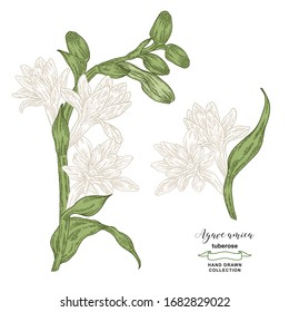 Agave amica set. Hand drawn tuberose flowers and leaves. Vector illustration botanical. Colorful engraving style.