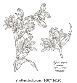 Agave amica, tuberose set. Hand drawn tuberose flowers and leaves. Vector illustration botanical. Engraving style.