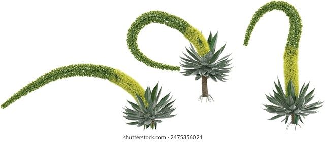 Agave attenuata plants isolated on white background