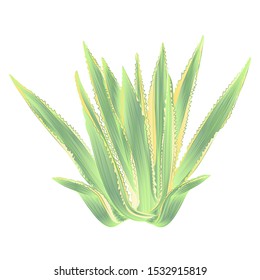 Agave azul isolated on white background vintage vector illustration editable hand draw

