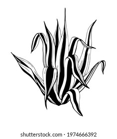 Agave black and white vector sketch