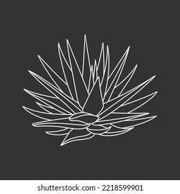 Agave blue in doodle style, vector illustration. Agave syrup for making Mexican tequila. Succulent plant outline, hand drawn. Isolated element on chalk board background. Desert flower sketch