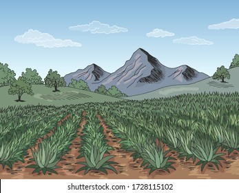 Agave Field Plantation Graphic Color Landscape Sketch Illustration Vector