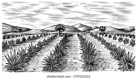 Agave field. Vintage retro landscape. Harvesting for tequila making. Engraved hand drawn sketch. Woodcut style. Vector illustration for menu or poster.