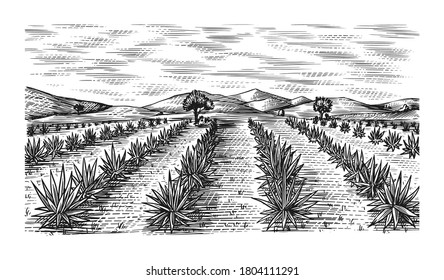 Agave field. Vintage retro landscape. Harvesting for tequila making. Engraved hand drawn sketch. Woodcut style. Vector illustration for menu or poster.