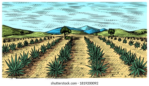 Agave Field. Vintage Retro Landscape. Harvesting For Tequila Making. Engraved Hand Drawn Sketch. Woodcut Style. Vector Illustration For Menu Or Poster.