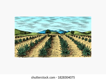 Agave Field. Vintage Retro Landscape. Harvesting For Tequila Making. Engraved Hand Drawn Sketch. Woodcut Style. Vector Illustration For Menu Or Poster.