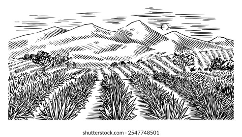 Campo Agave. Paisagem retrô vintage. Colheita para produção de tequila. Ilustração vetorial para menu ou pôster. Esboço gravado desenhado à mão. Estilo Woodcut.