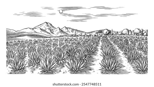 Campo Agave. Paisagem retrô vintage. Colheita para produção de tequila. Ilustração vetorial para menu ou pôster. Esboço gravado desenhado à mão. Estilo Woodcut.