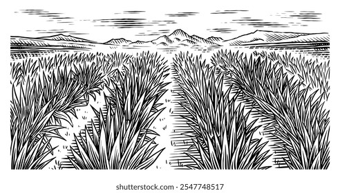 Agave field. Vintage retro landscape. Harvesting for tequila making. Vector illustration for menu or poster. Engraved hand drawn sketch. Woodcut style.