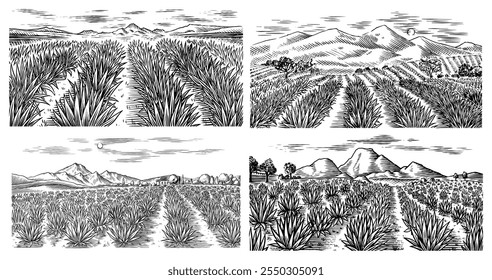 Campo Agave. Paisagem retrô vintage. Colheita para produção de tequila. Ilustração vetorial para menu ou pôster. Esboço gravado desenhado à mão. Estilo Woodcut.