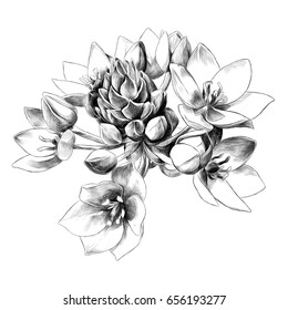 agave flower buds sketch vector graphics black and white drawing