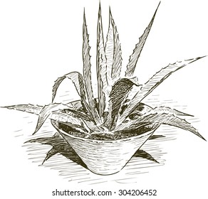Agave in flowerpot