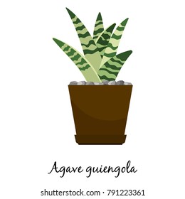 Agave guiengola cactus in pot isolated on the white background, vector illustration