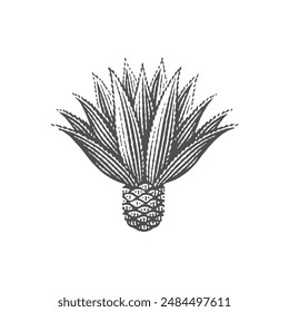 Agave. Hand drawn engraving style illustrations.	